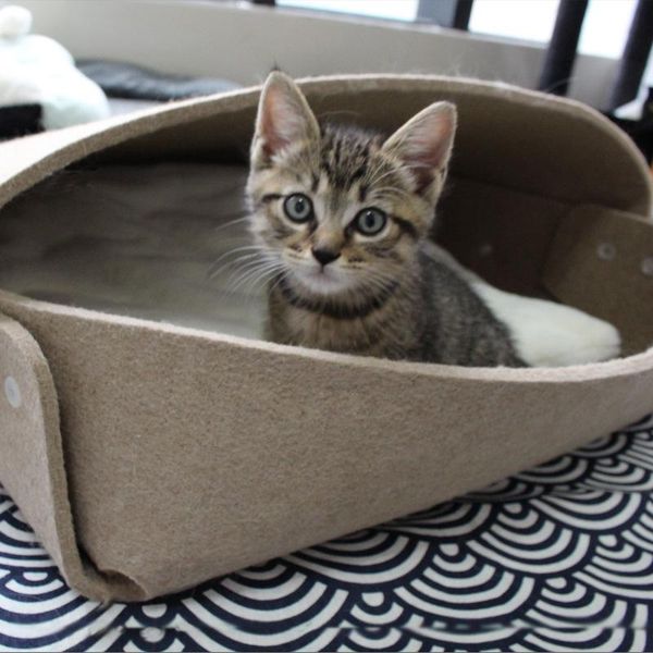 

cat beds & furniture cave bed - ecofriendly felt with mat, for indoor cats and kittens