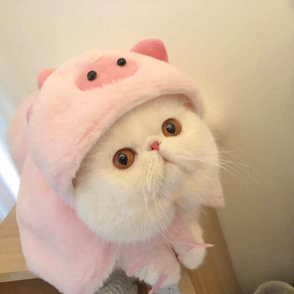 

cat costumes pet clothing