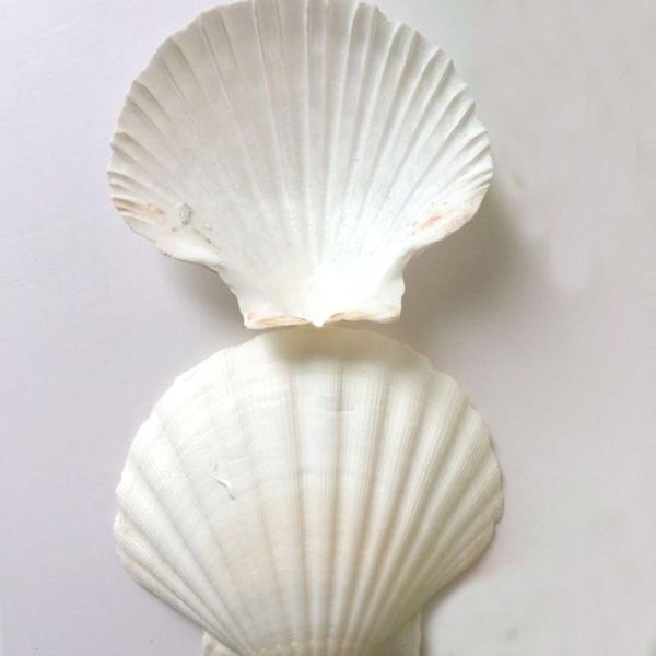 

party decoration 3pcs natural white conch sea shell scallop for fish tank or gift