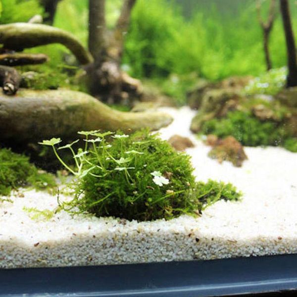 

decorations fish tank media moss ball plastic transparent mineral aquatic bio filter decor aquarium accessory