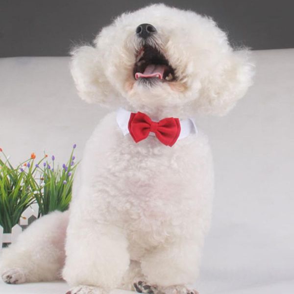 

dog apparel 2021 adjustable collar for pet puppy kitten dogs cat bow tie home decor holiday wedding fashion ties