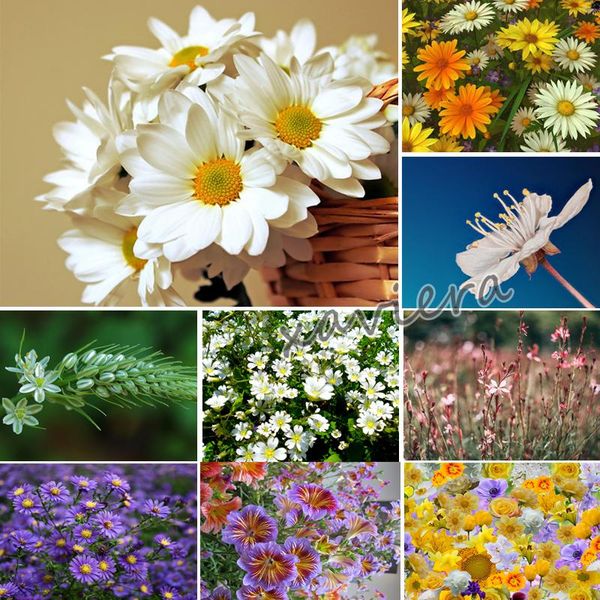 

diamond painting xaviera 5d diy flower daisy natural landscape full drill cross stitch mosaic embroidery pictures of rhinestones
