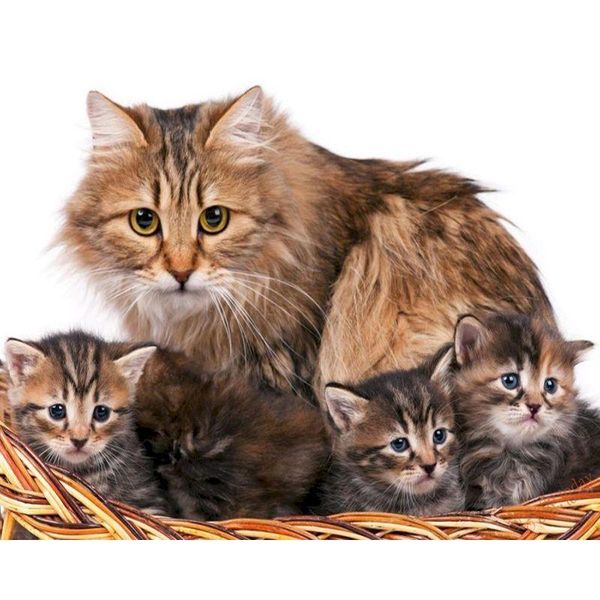 

paintings selilali painting by numbers for adults diy framed on canvas cats animal picture number kits handpainted 40x50cm wall po
