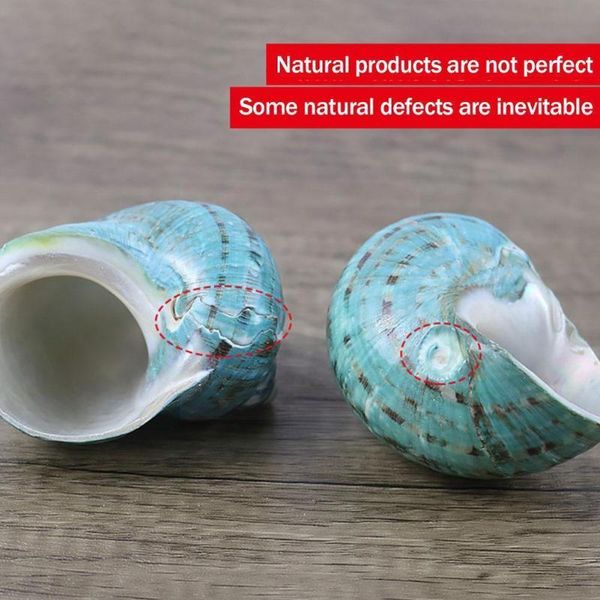 

decorations natural hlbk polished green snail shells seashells coral large home sea original fish l6s0
