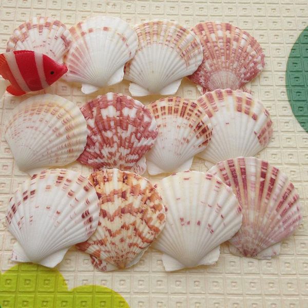 

decorations 20pcs/set aquarium decoration 4-6cm mix natural sea shell mediterranean style diy beach shells crafts fish tank decor ornaments