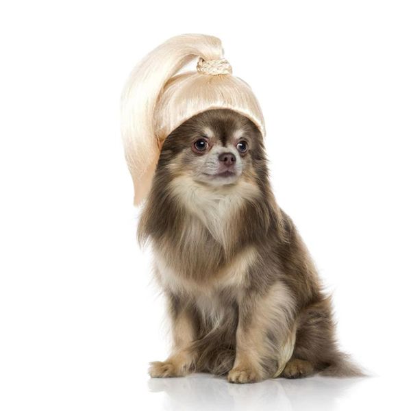 

cat costumes pet wig dog blonde ponytail for holiday cosplay party cute cap hat fancy dress with ears clothes