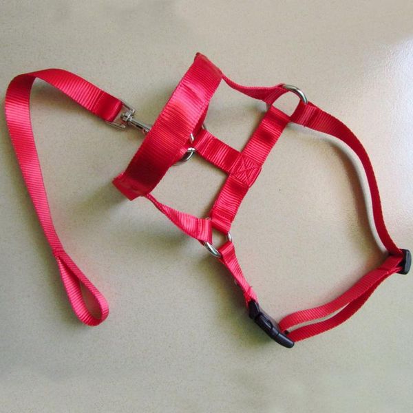 

dog collars & leashes practical head collar adjustable training durable leash nylon gentle halter pet traction rope anti bite outdoor no pul