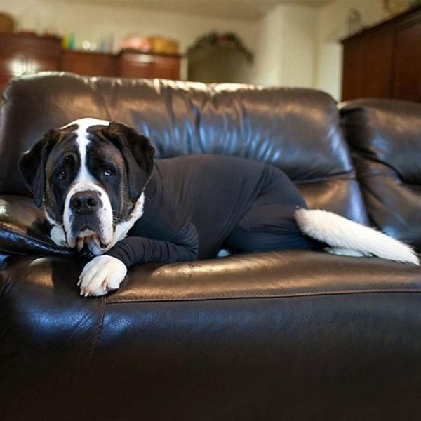 

dog apparel recovery shirt pet puppy care suit bodysuit jumpsuit anti licking wounds help post operative healing