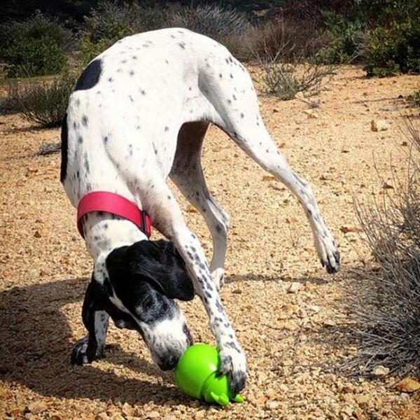 

dog toys & chews 2021 pet dogs cats bowl toy feeder feeding pets tumbler leakage food ball puppy training exercise fun