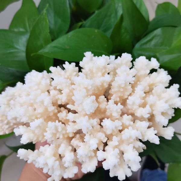 1 pc Natural Branco Coral Fóssil Cluster De Cristal Aquário Paisagismo Ornamentos Decoração Reef Espécime Decoração de Casa Presente