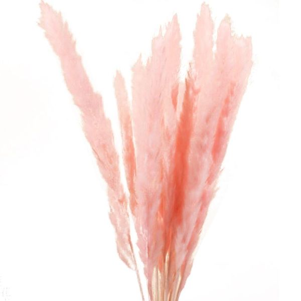 

decorative flowers & wreaths 15pcs/set dried bunch communis phragmites pampas natural home decor