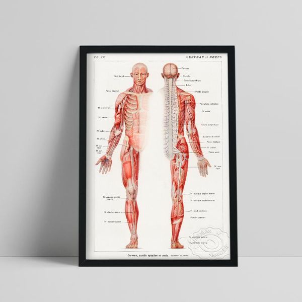 

paintings anatomy human body poster, nervous system organ muscle wall picture, education art, office home decor