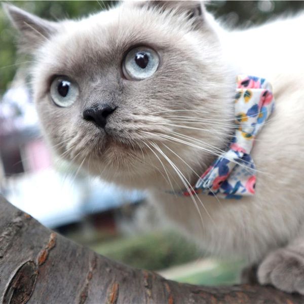 

cat collars & leads floral pattern pets safety buckle adjustable puppy chihuahua necklace collar cute bowknot kitten bow tie