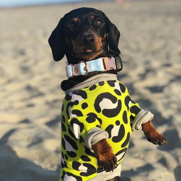 

dog apparel clothes t-shirt maltese pet european and american summer pets thin silky soft luxury shirts cool breathable