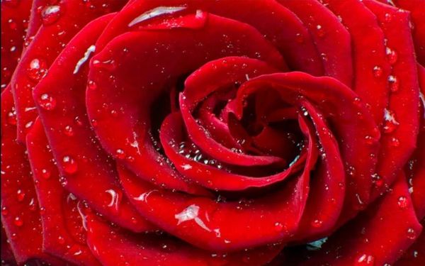 

custom large p wallpaper mural 3d modern simple drops red rose fashion tv background wall paper papel de parede 3d