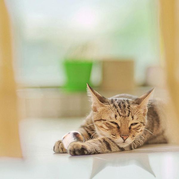 

pet cat toy handmade bouncy ball interactive plush set toys supplies play