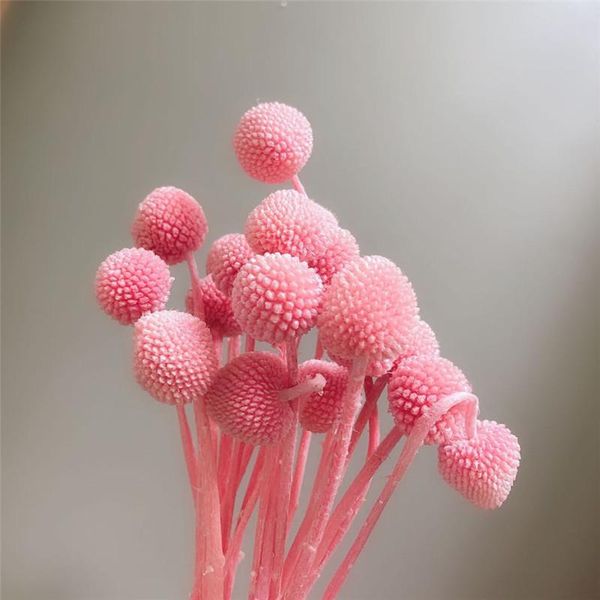 

decorative flowers & wreaths 5pcs grade a dried flower bouquet golden balls longlasting natural craspedia globosa for diy weddi