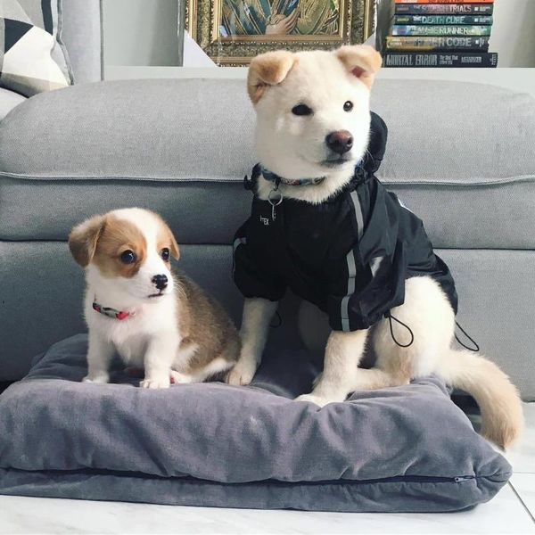 

dog apparel pet dogs jackets waterproof breathable raincoats for pets s-5xl larger jacket fat pug akita shepherd puppy clothes