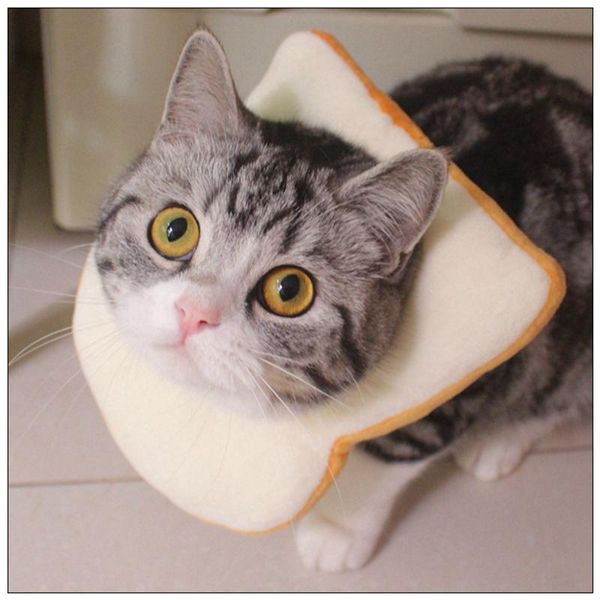 

creative toast pet costume soft bread slice collar for dogs and cats po props headgear edge elizabeth circle cat collars & leads