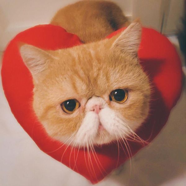 

cat costumes handmade love headdress pet costume head cute adorable japanese decorative pos furry accessories supplies