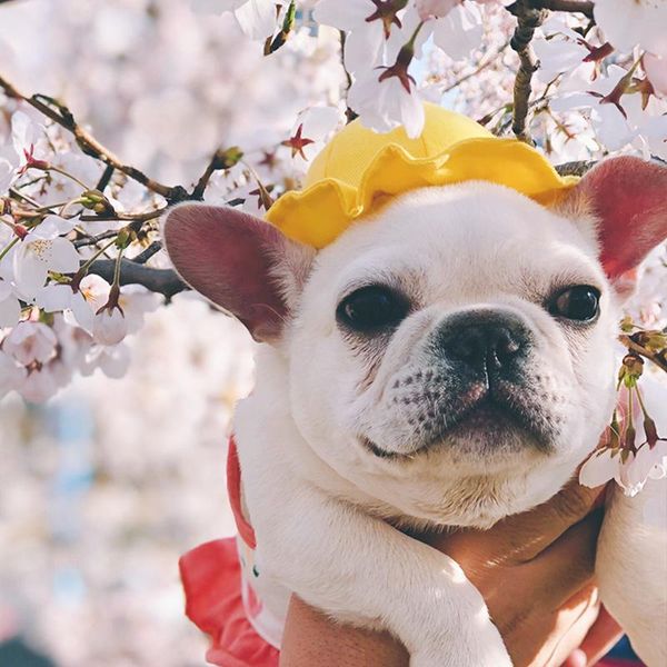 

dog hat apparel