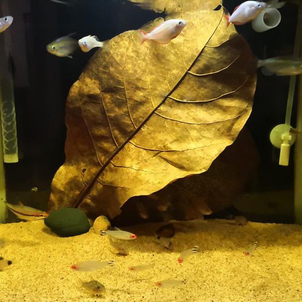 

decorations 10/20pcs aquarium natural terminalia catappa leaves decoration leaf improve water quality released ph value accessories