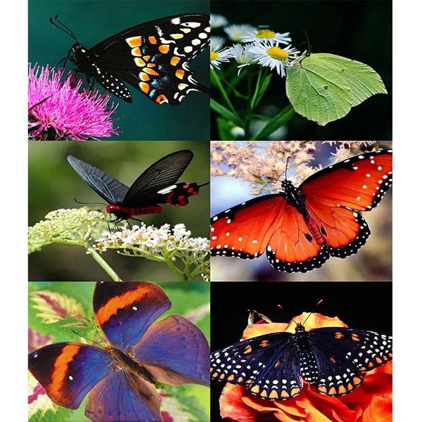 

diamond painting diy butterfly insect square drill colorful handmade cross stitch kits embroidery mosaic home room wall decor