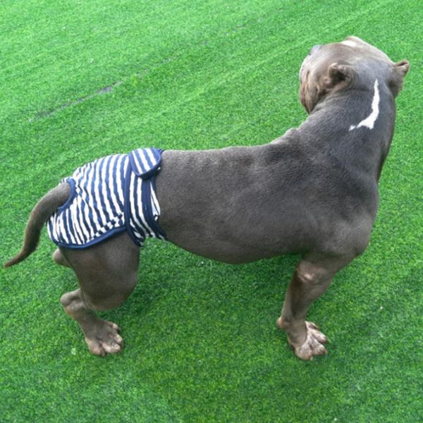 

dog apparel pet menstrual physiological pants panty sanitary for female underwear anti-harassment stripe drop