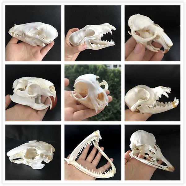 Taxidermia real muskrat crânio, caveira de Coypu, crânio da raposa, crânio de avestruz, crânio de vison, sécimo animal colecionáveis ​​estudos 210804