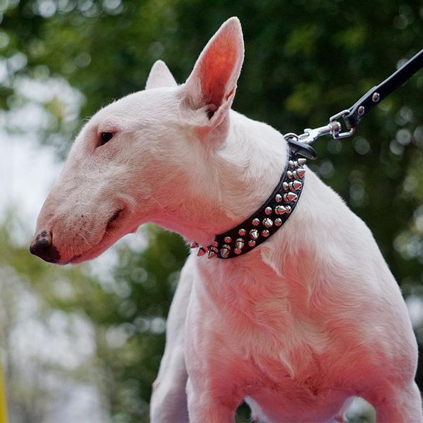 

dog collars & leashes anti-biting willow chain