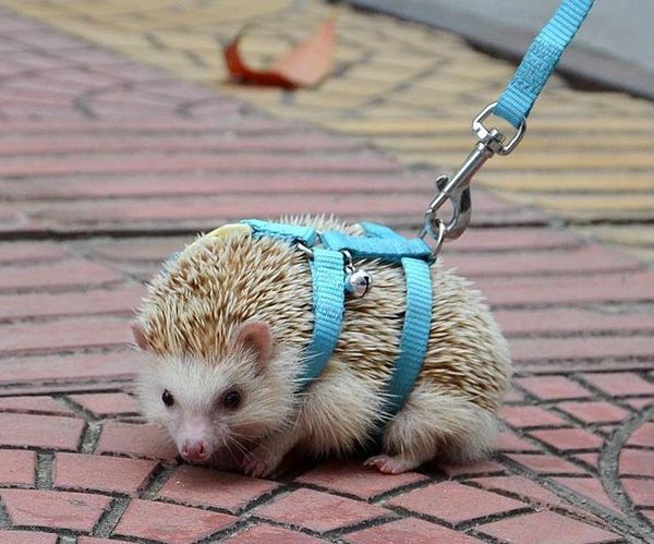 

other bird supplies adjustable hedgehog harness for training playing traction rope high quality