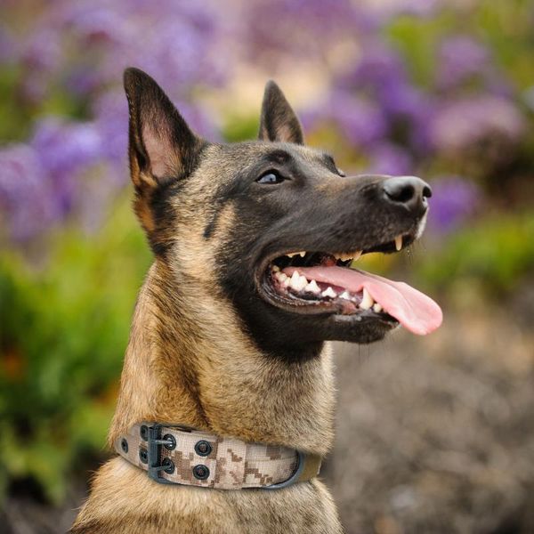 

dog collar adjustable for training tactical collars with double needle buckle & leashes