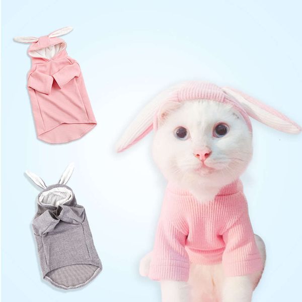 

rabbit ear, dog, teddy, fadou, cat, pet, autumn, winter, spring, summer