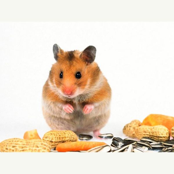 

diamond painting cross stitch kit diy embroidery little hamster full square/round mosaic home decor