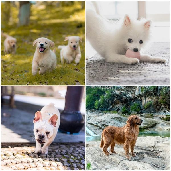 

dog travel & outdoors pet cooling scarf breathable instant cool down collar technology for summer advanced ice gel