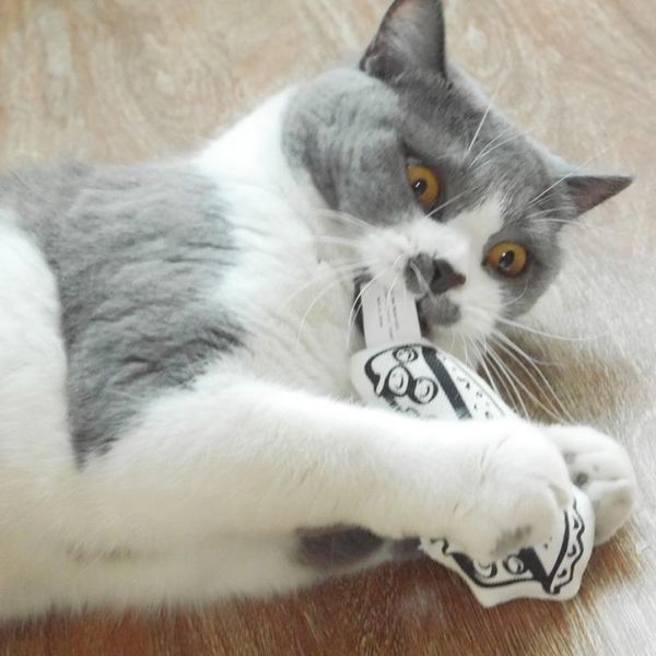 

cat toys interactive toy catnip plush mouse chew pet claw funny mint soft teeth cleaning for kitten products