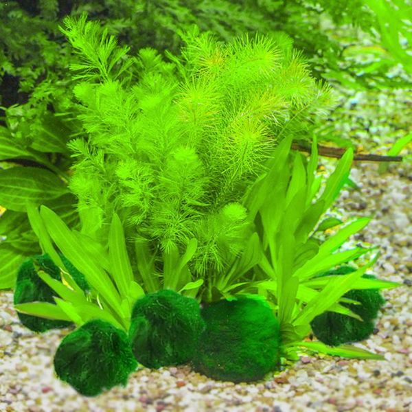 

japan genuine aquarium ball landscaping 1cm chlorella ezlife algae seaweed happy pt0305 marimo green environmental n5t6 decorations