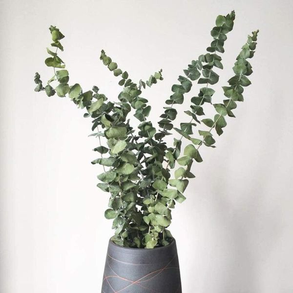 

decorative flowers & wreaths natural eucalyptus for leaves dried flower decorations branches clear texture unique elegant bouquet office bus