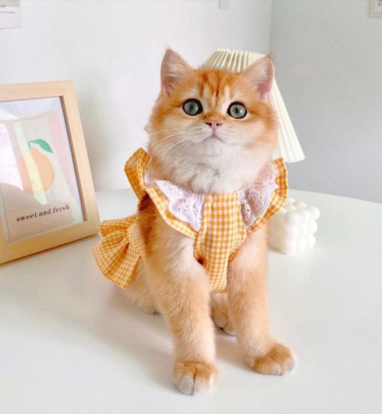 

cat clothing costumes