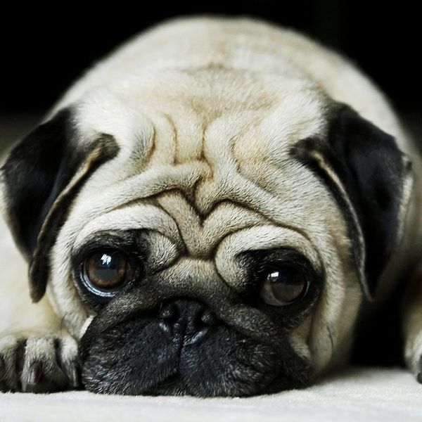 

diamond painting full square round 5d diy lovely pug dog embroidery cross stitch rhinestone mosaic home decor