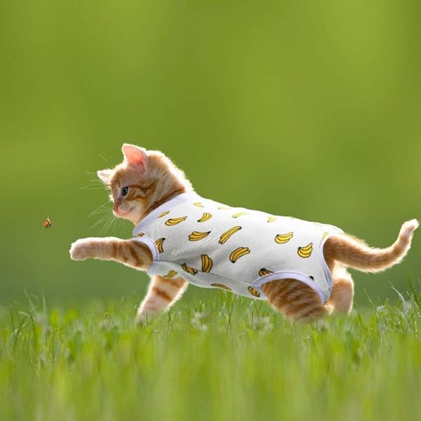 

pieces cat recovery suit clothes for abdominal wounds skin disease kittens physiological cotton paste breathable shirt costumes