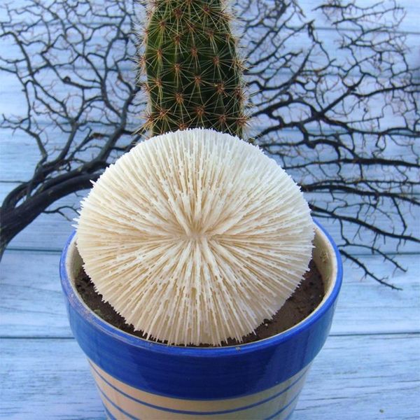 

decorations aquarium natural coral white shell landscaping ornament suitable for freshwater and saltwater 4 sizes fish tank decor