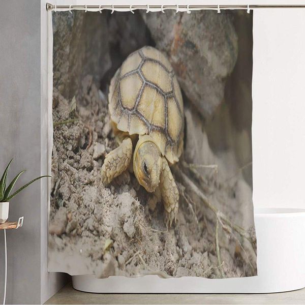 

bathroom fabric shower curtain africa spurred tortoise born naturallytortoise hatching from animals slow park new wildlife