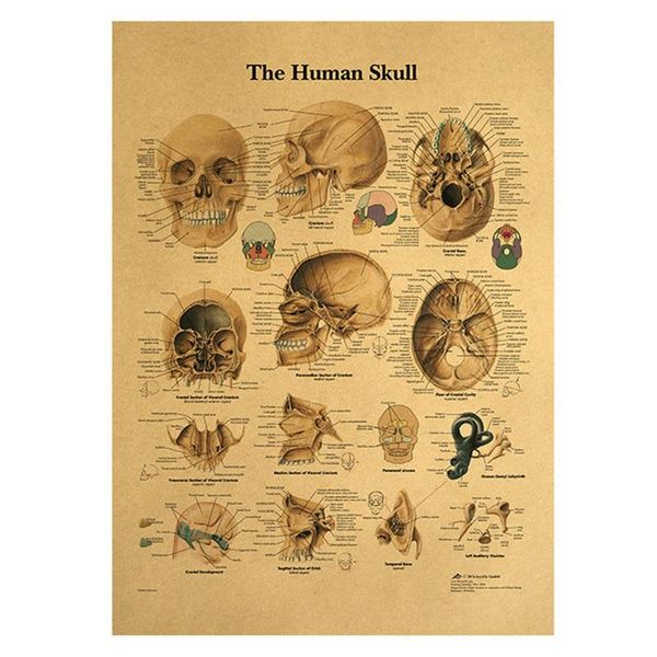 

wall stickers the human head bone structural anatomy vintage kraft paper poster sticker print painting home decor 42x30cm