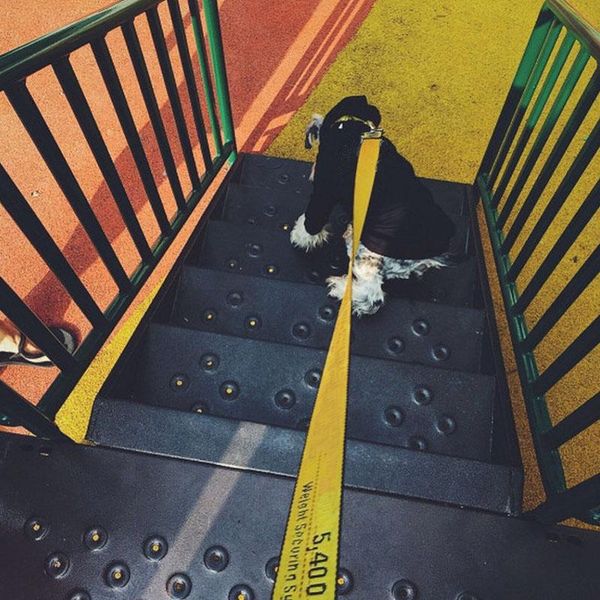 

fashion collar leash for dogs pets dog seat belt safety pet small medium large leading drop collars & leashes