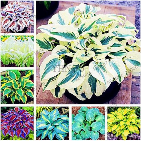 100pcs 7 kinds hosta seeds mixed packed purple black red yellow green jade hairpin seed organic for garden plants craft tools