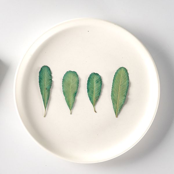 

pyracantha leaf real dry flower embossing plant specimen bookmark sticker festival gift design