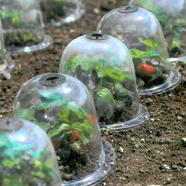 

other garden supplies 2pcs flowers windproof succulent transparent mini plant cover insect prevention tool with nails seedling frost protect