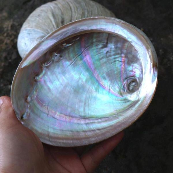 

fragrance lamps 9-13cm bundles of white abalone shell holy wooden bracket yoga physiotherapy healing and purification space meditation