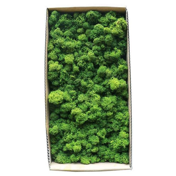 Musgo de rena preservada padrão atualizada para arranjos florais de DIY em cor verde espumoso tipo texturizado líquen - 500 gramas 210624